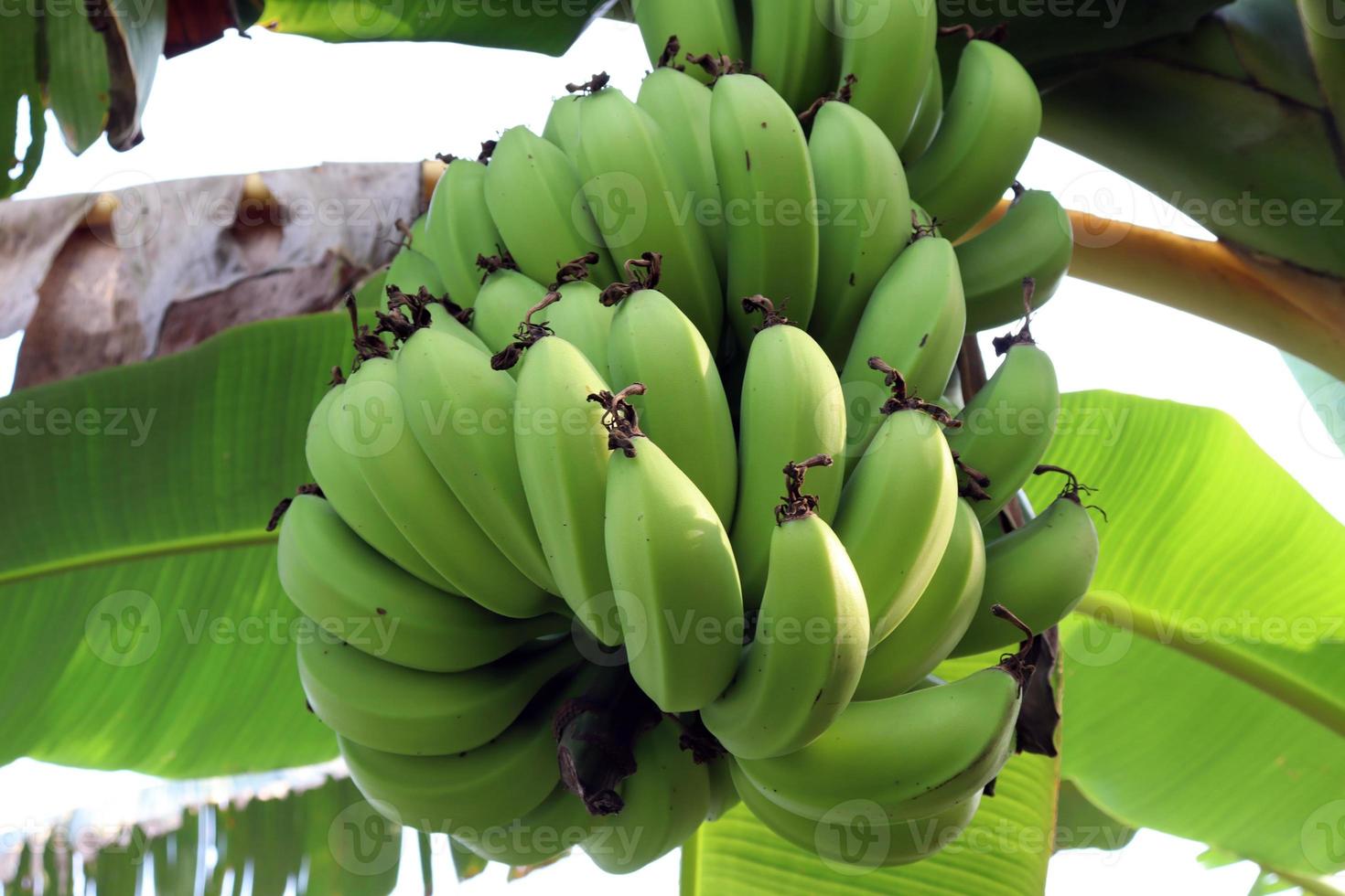 régime de bananes crues savoureuses et saines photo