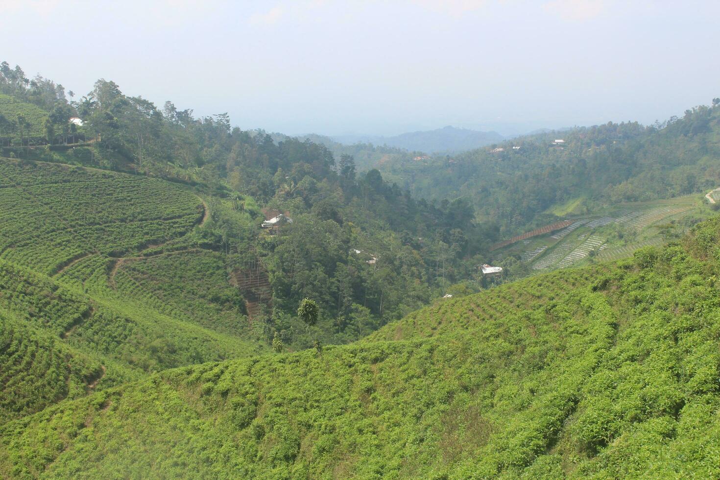 plantation de thé dans les montagnes photo