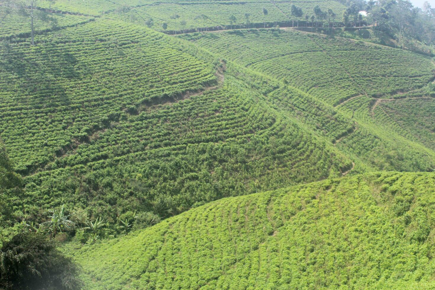 vue de thé plantations loiu montagnes, kemuning, Indonésie photo