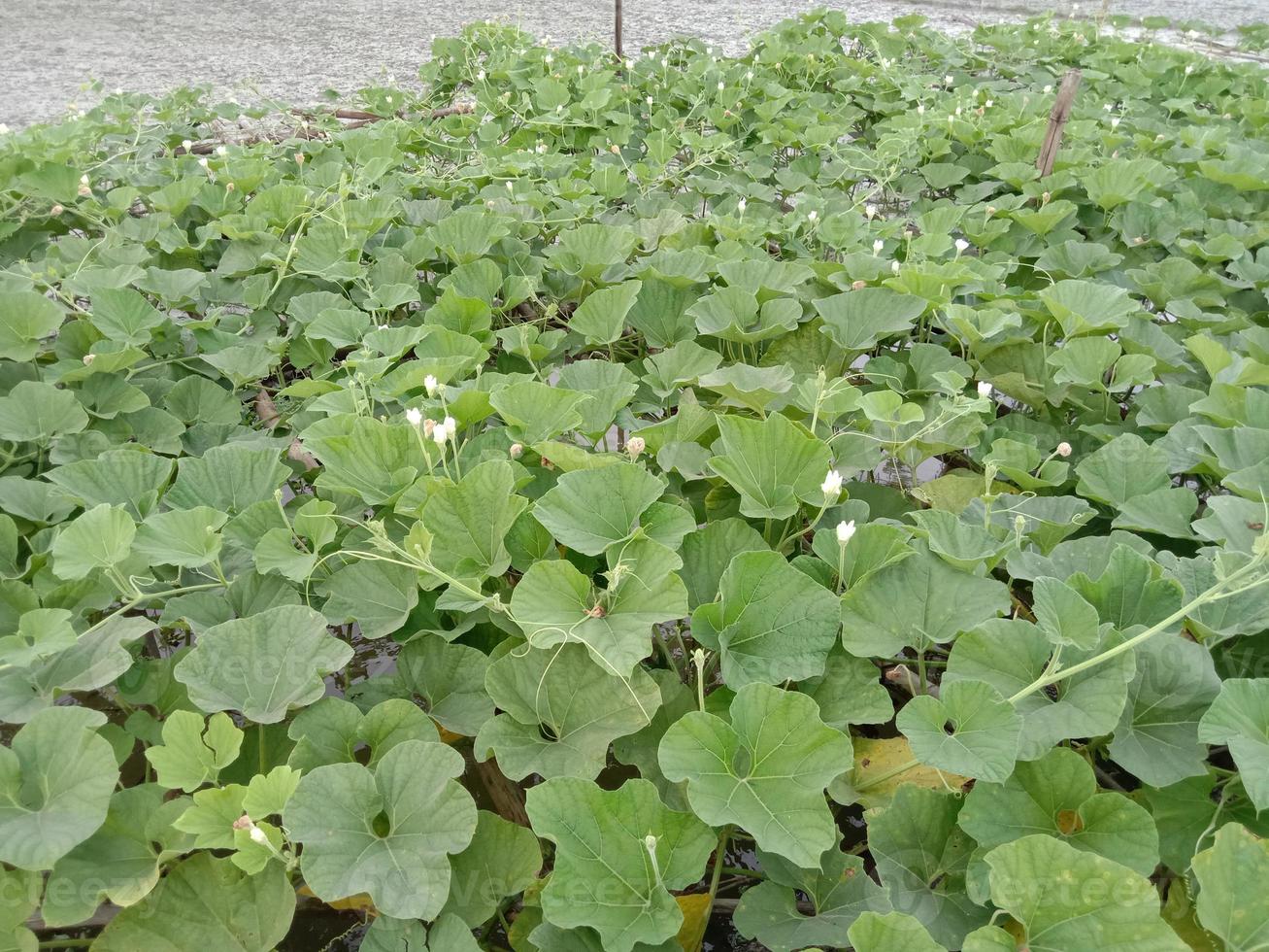 Coloseup de feuilles de garde de bouteilles saines et fraîches photo