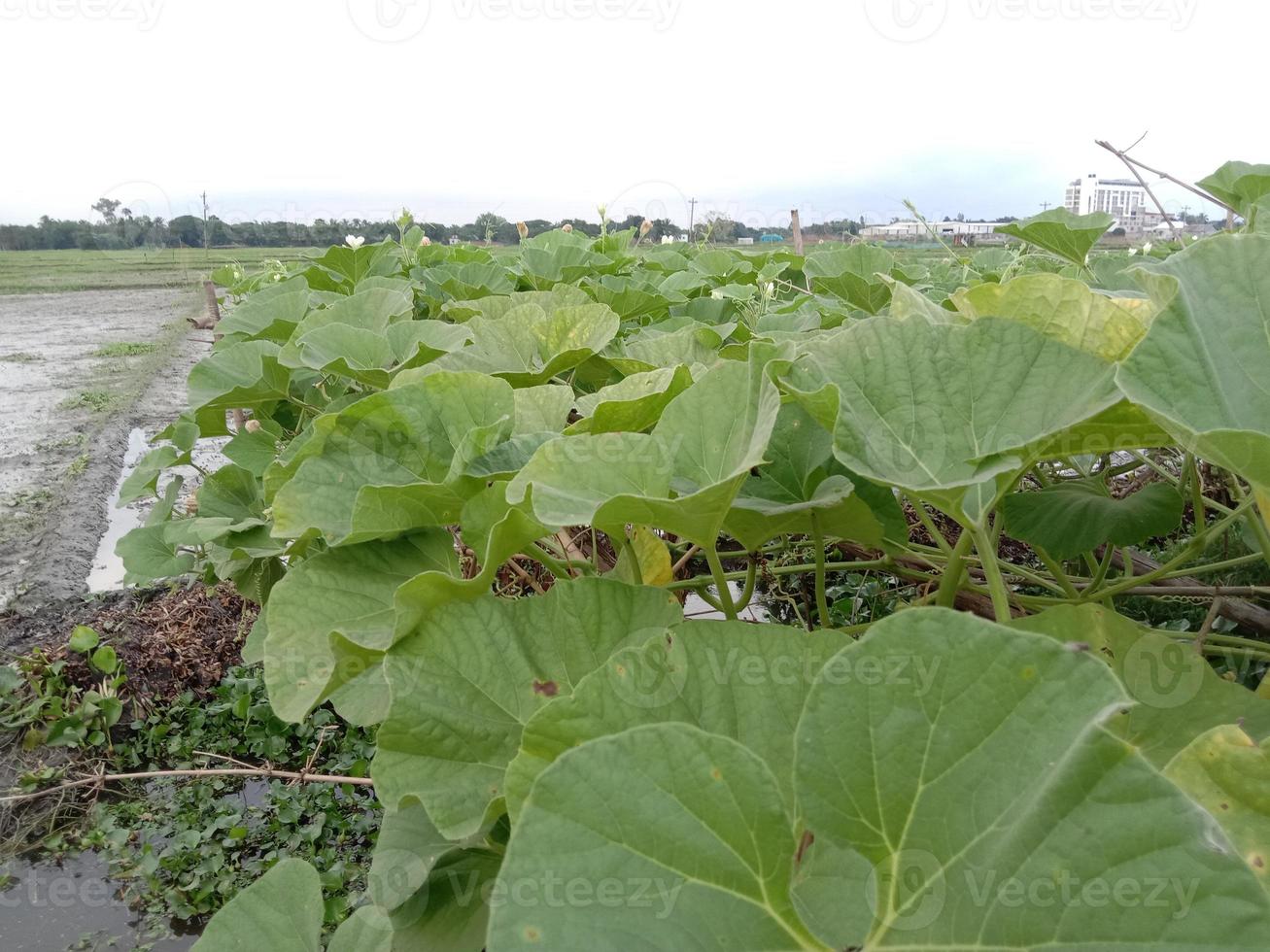 Coloseup de feuilles de garde de bouteilles saines et fraîches photo