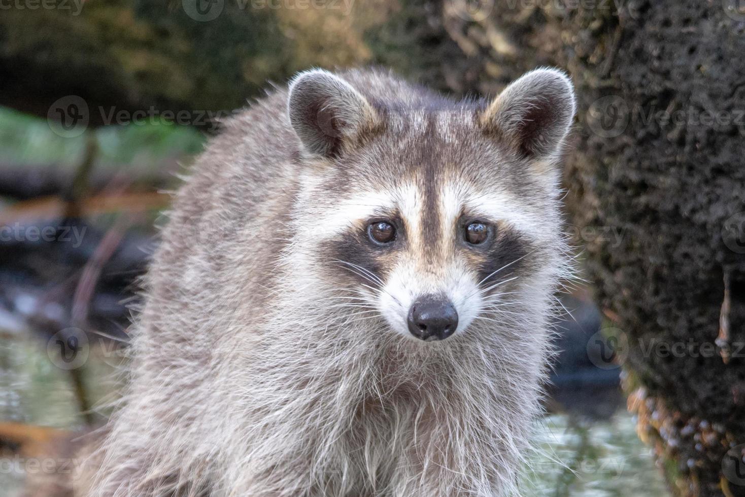 raton laveur pataugeant dans une flaque d'eau à la recherche de nourriture photo