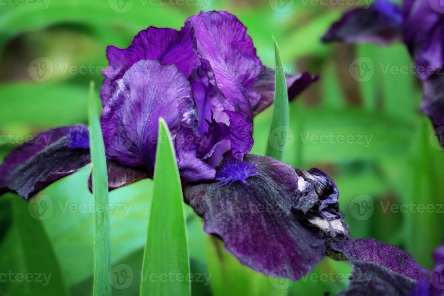 Fleur d'iris violet sur fond de longues feuilles vertes photo