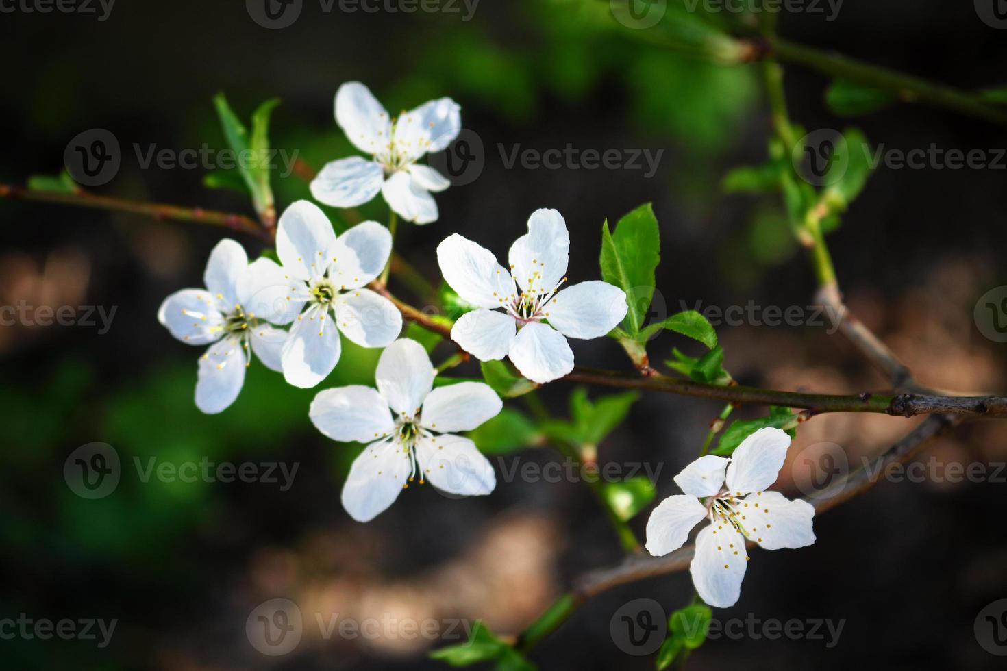 petites fleurs printanières blanches sur une branche avec des feuilles vertes photo