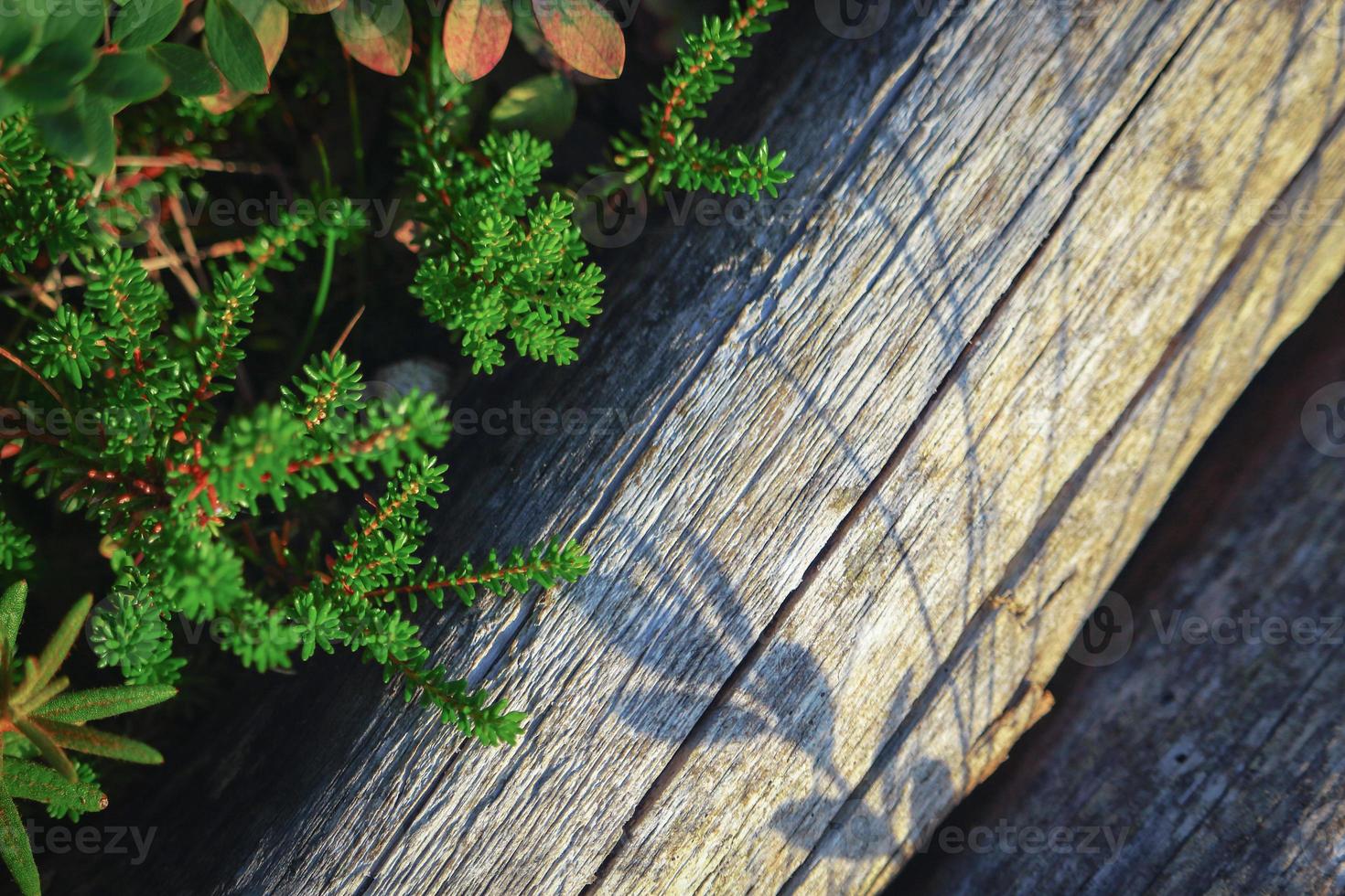 L'herbe de camarine noire et l'ombre sur le tronc d'arbre sec tombé photo