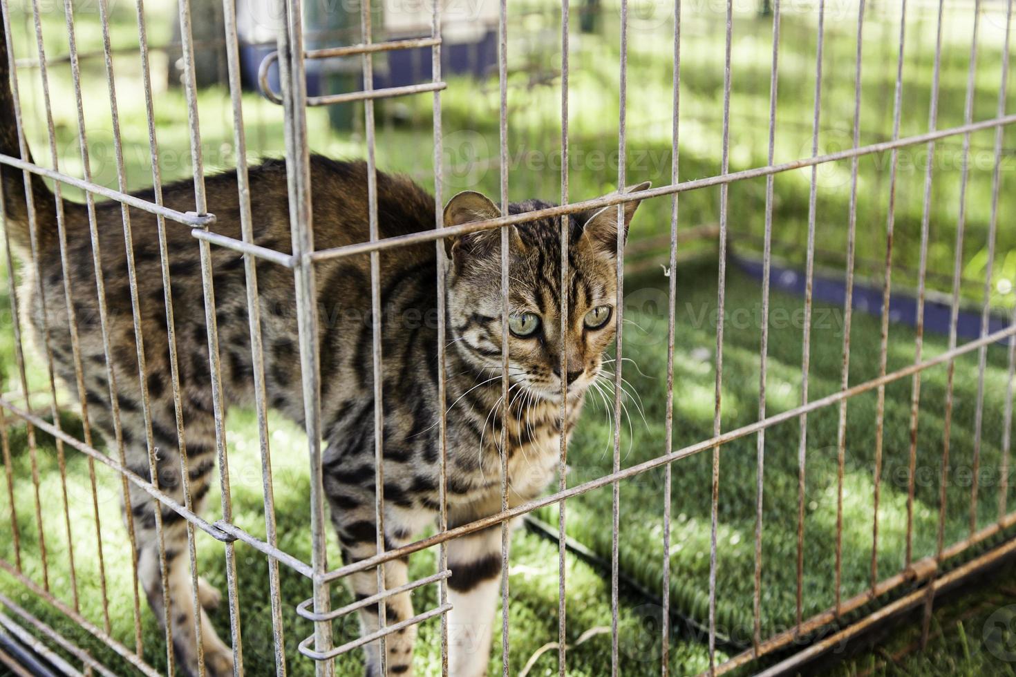 lynx ibérique dans une cage en captivité photo