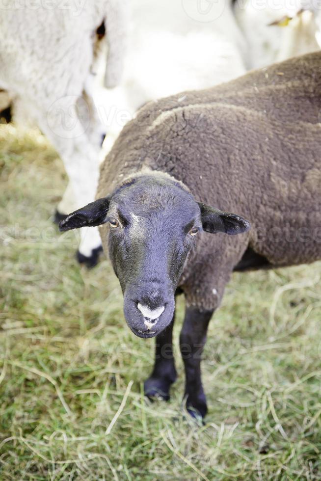 ferme ovine espagnole photo