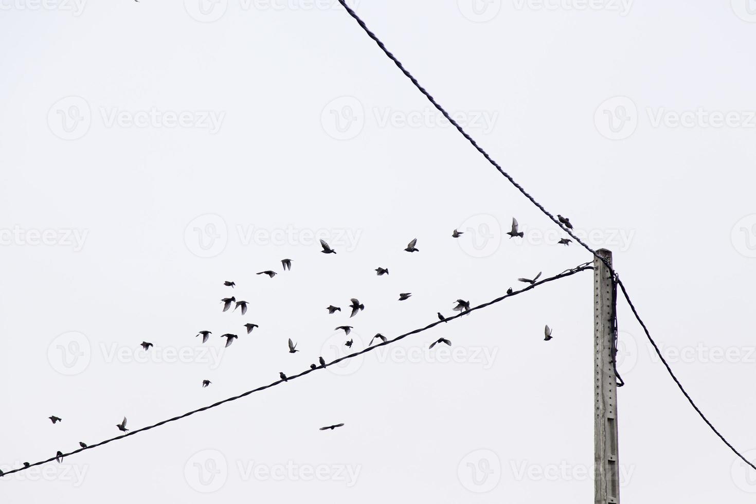 oiseaux assis sur des fils photo