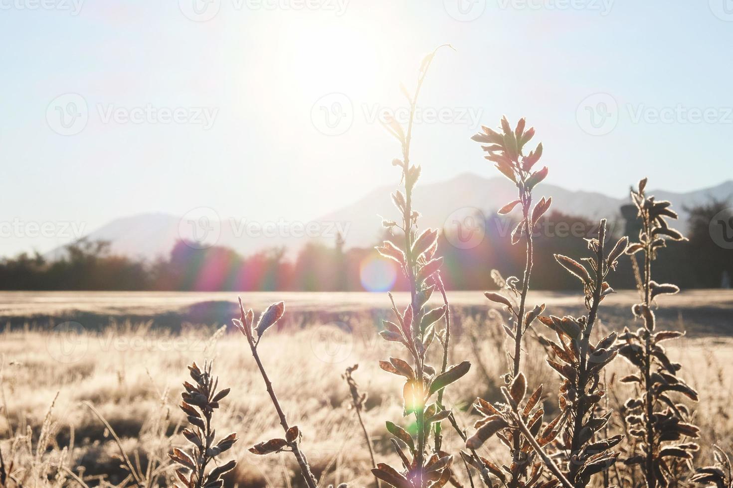 herbe dans le gel. givre sur l'herbe au soleil du matin. fond de plantes naturelles d'hiver photo