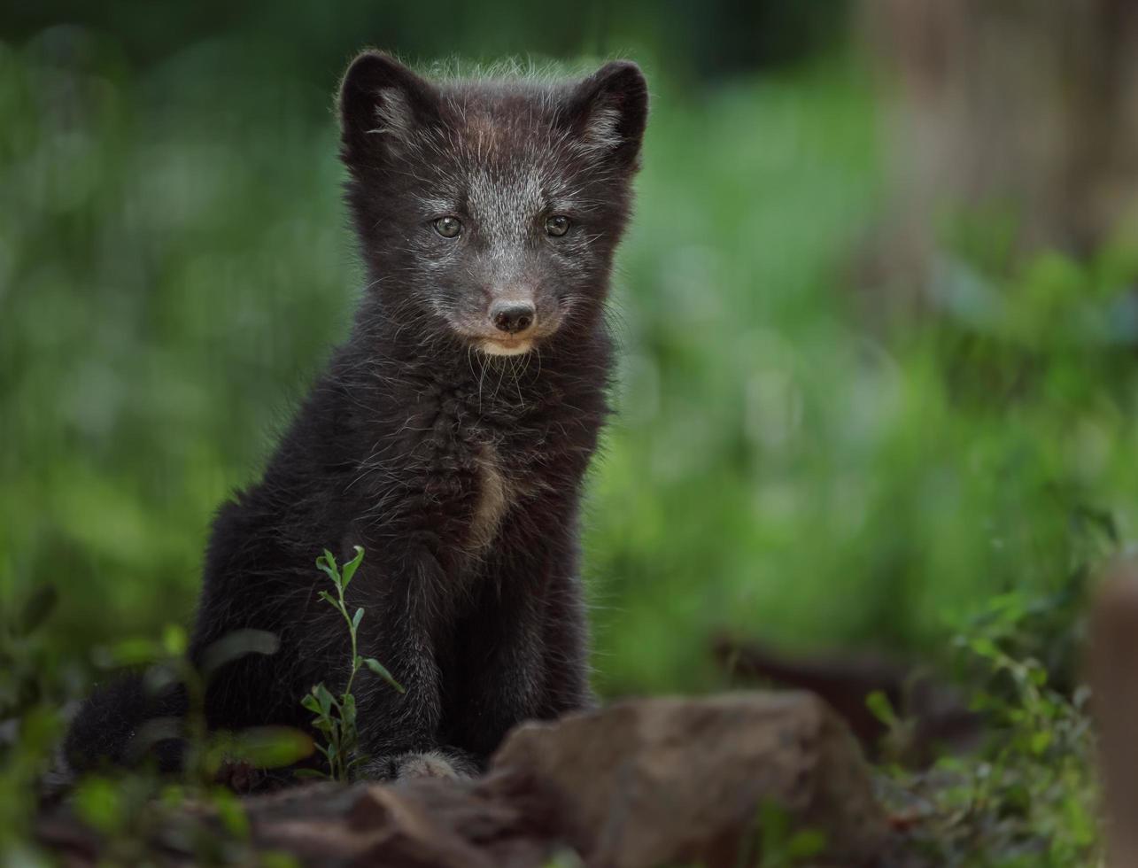 portrait de renard arctique photo