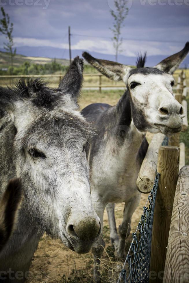 deux ânes drôles dans une ferme photo