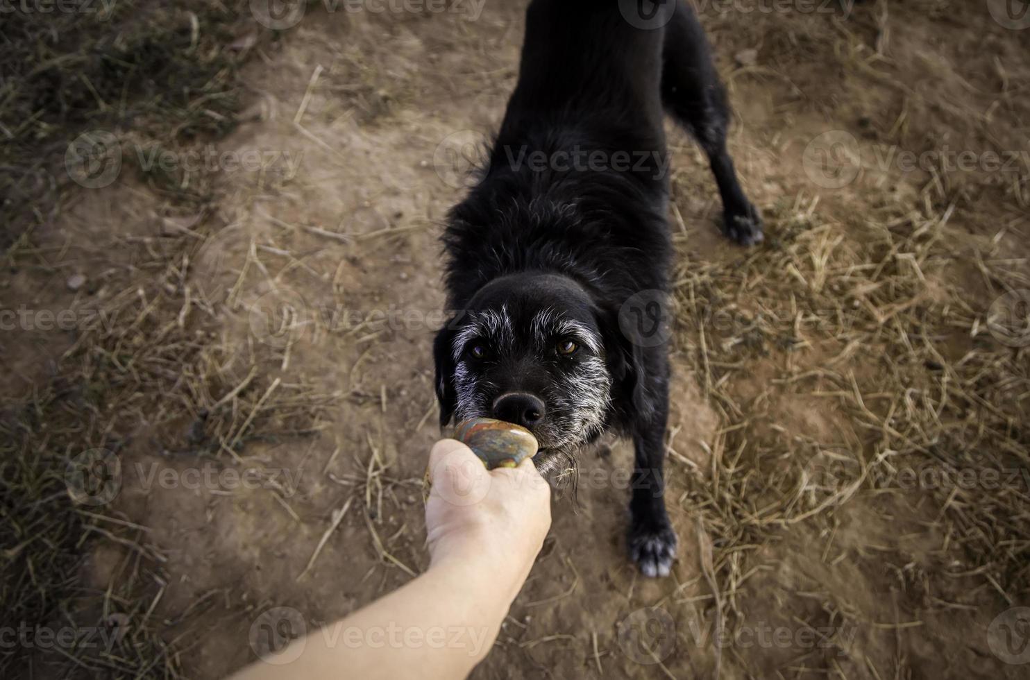 chien avec ballon pour jouer photo