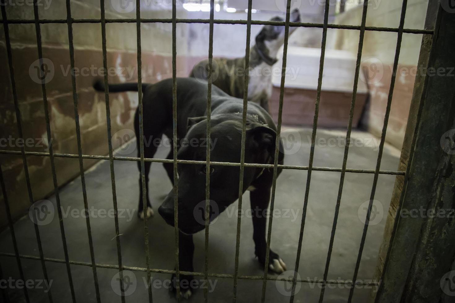 chiens abandonnés et en cage photo