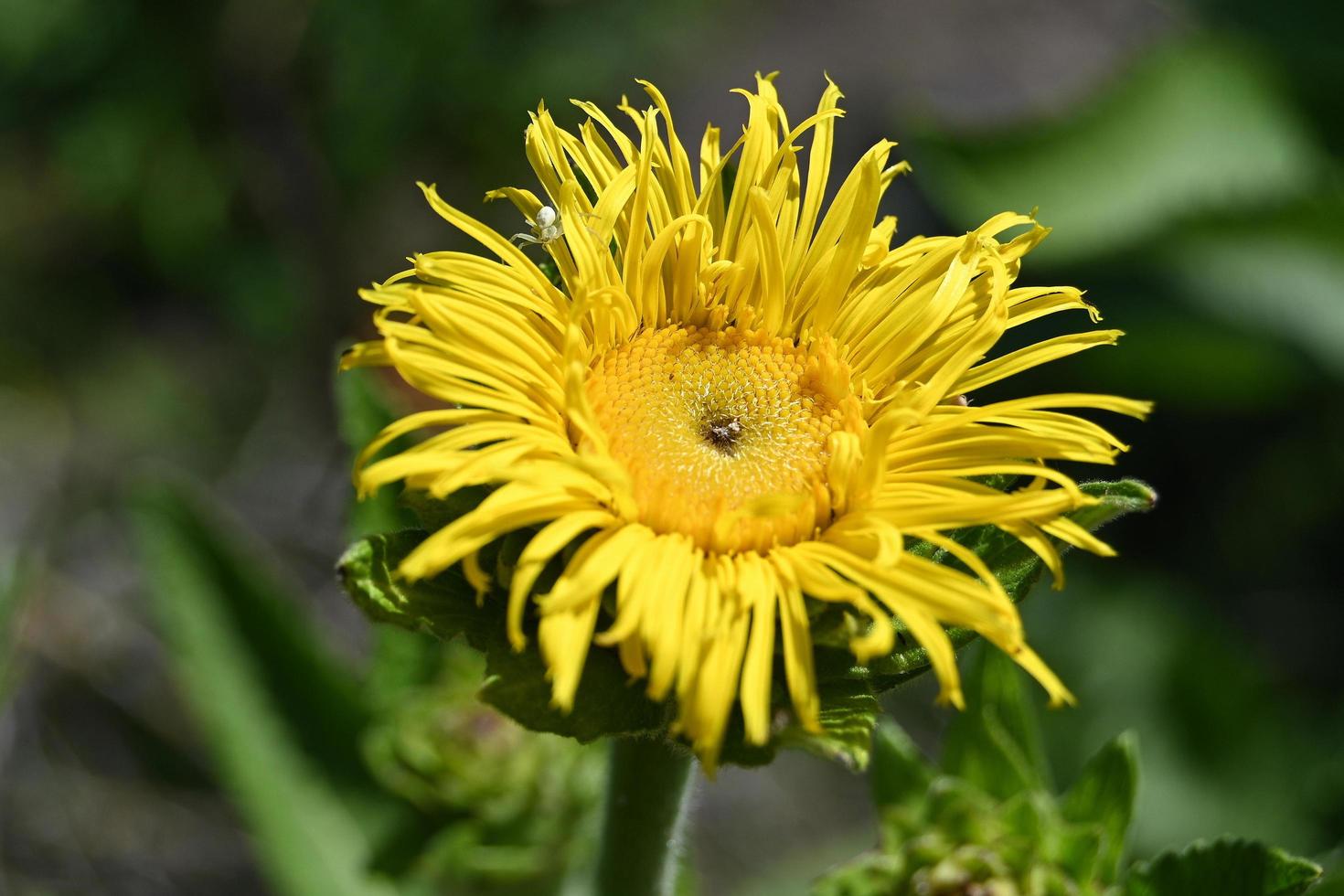 bague inula jaune vif photo