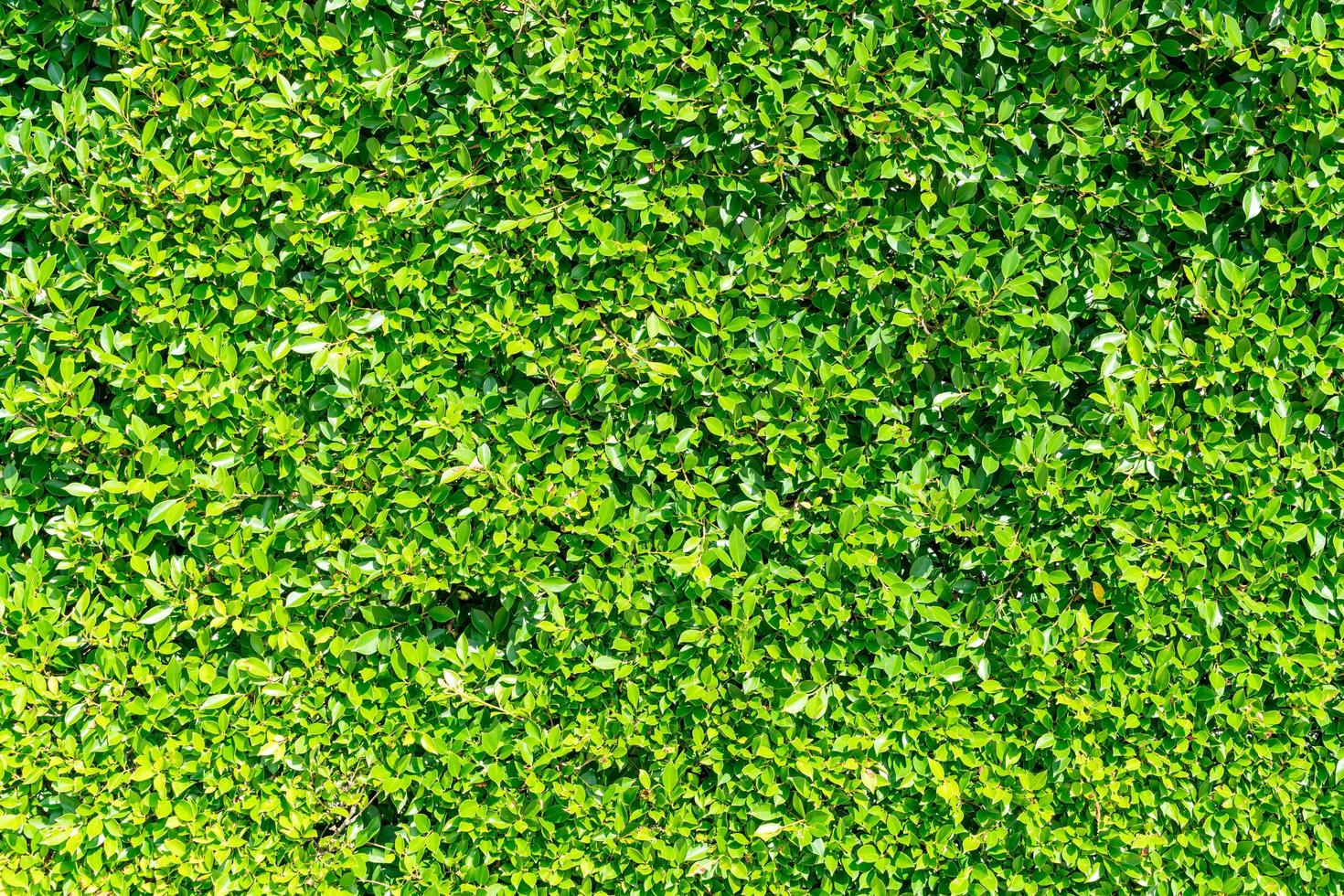 belle texture de mur d'arbre vert avec espace de copie pour le fond photo