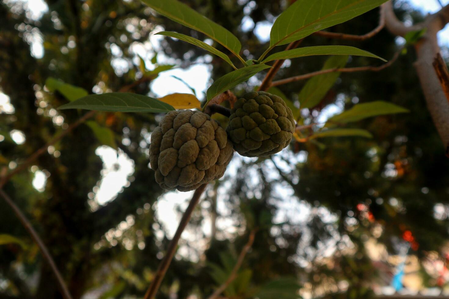 srikaya fruit cette bloque sur une arbre photo