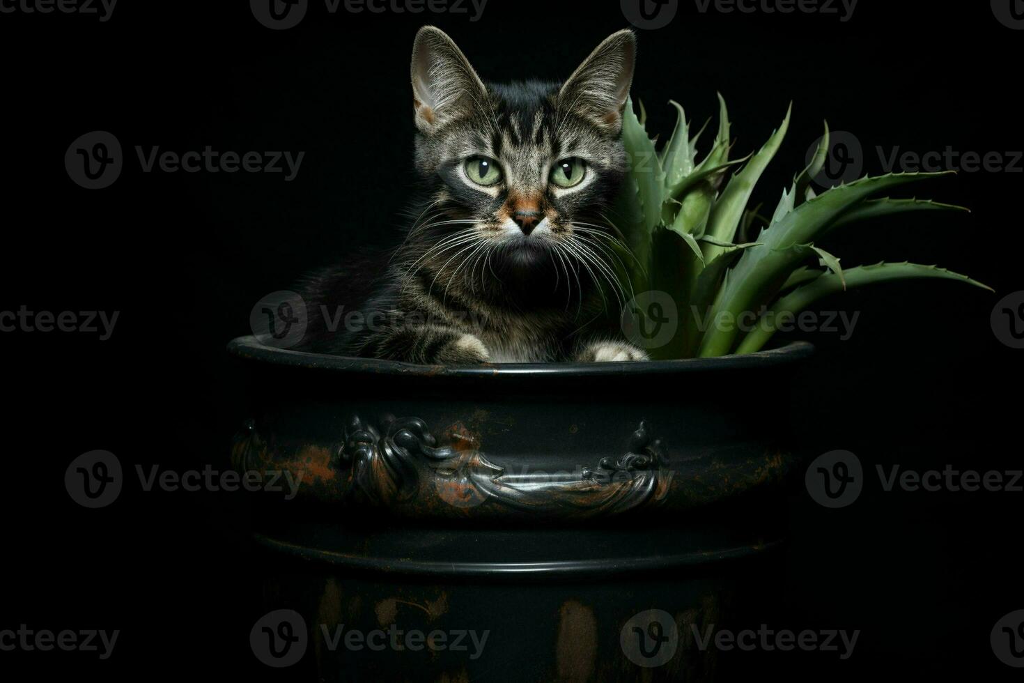 portrait de une mignonne chat dans une pot sur une noir Contexte. ai généré pro photo
