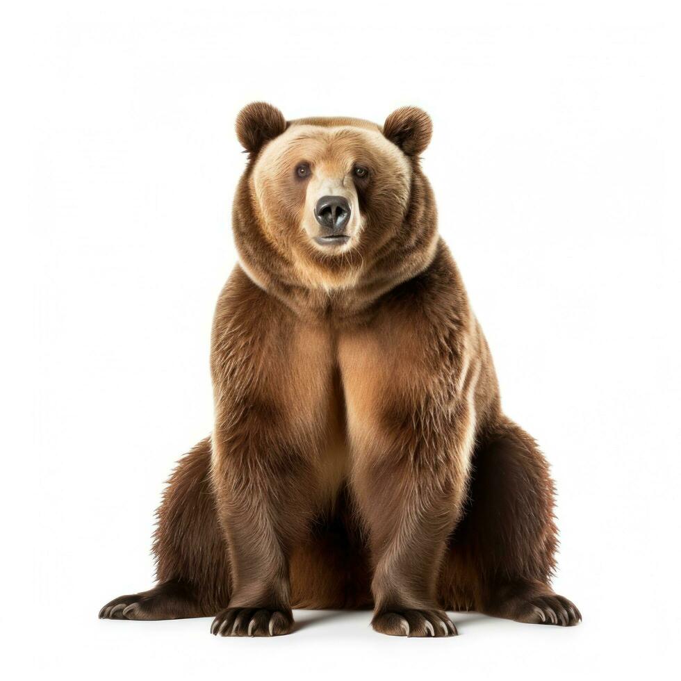 ours marron sur blanc photo