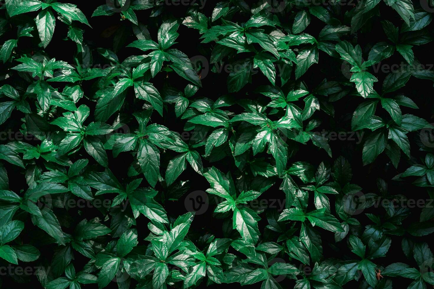 proche en haut la nature tropical vert feuilles Contexte et texturé photo