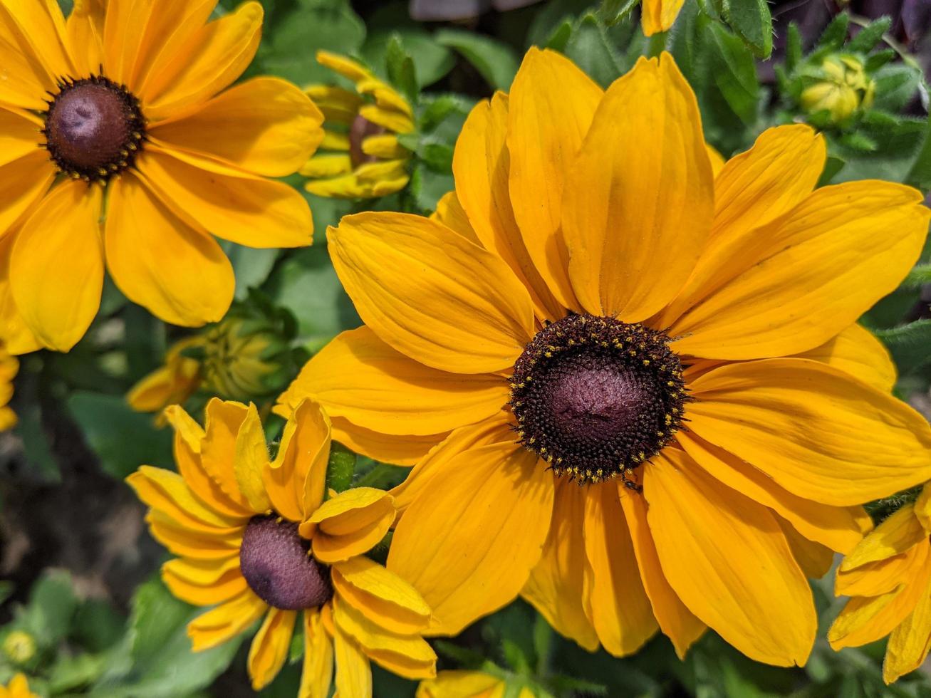 fleurs de susan aux yeux noirs en fleurs. photo