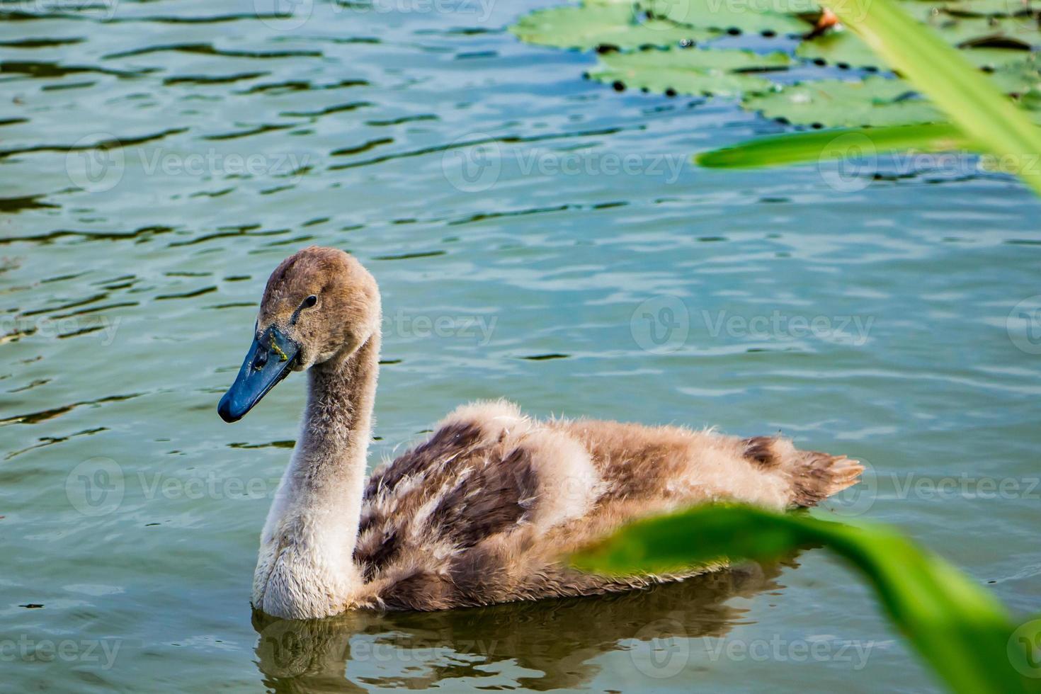 les jeunes cygnes nagent dans l'étang dans l'eau claire. photo