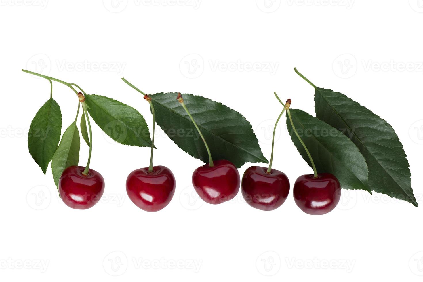 cerises isolées sur un tracé de détourage fond blanc photo