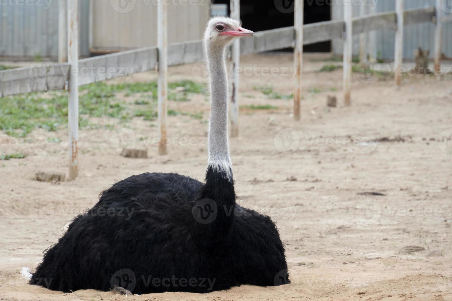 ferme d'autruches, un oiseau en gros plan photo