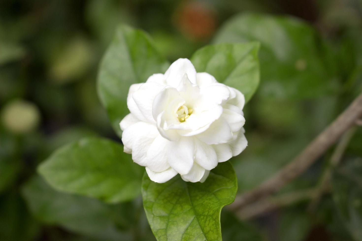 gros plan fleur de jasmin dans un jardin.belles fleurs blanches de jasmin photo
