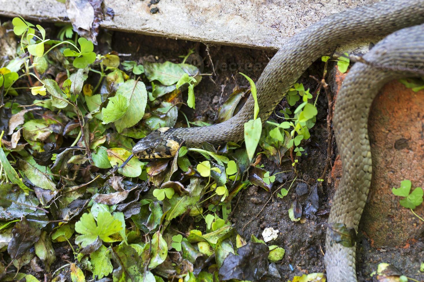 serpent à collier, couleuvre dans la nature, natrix natrix photo