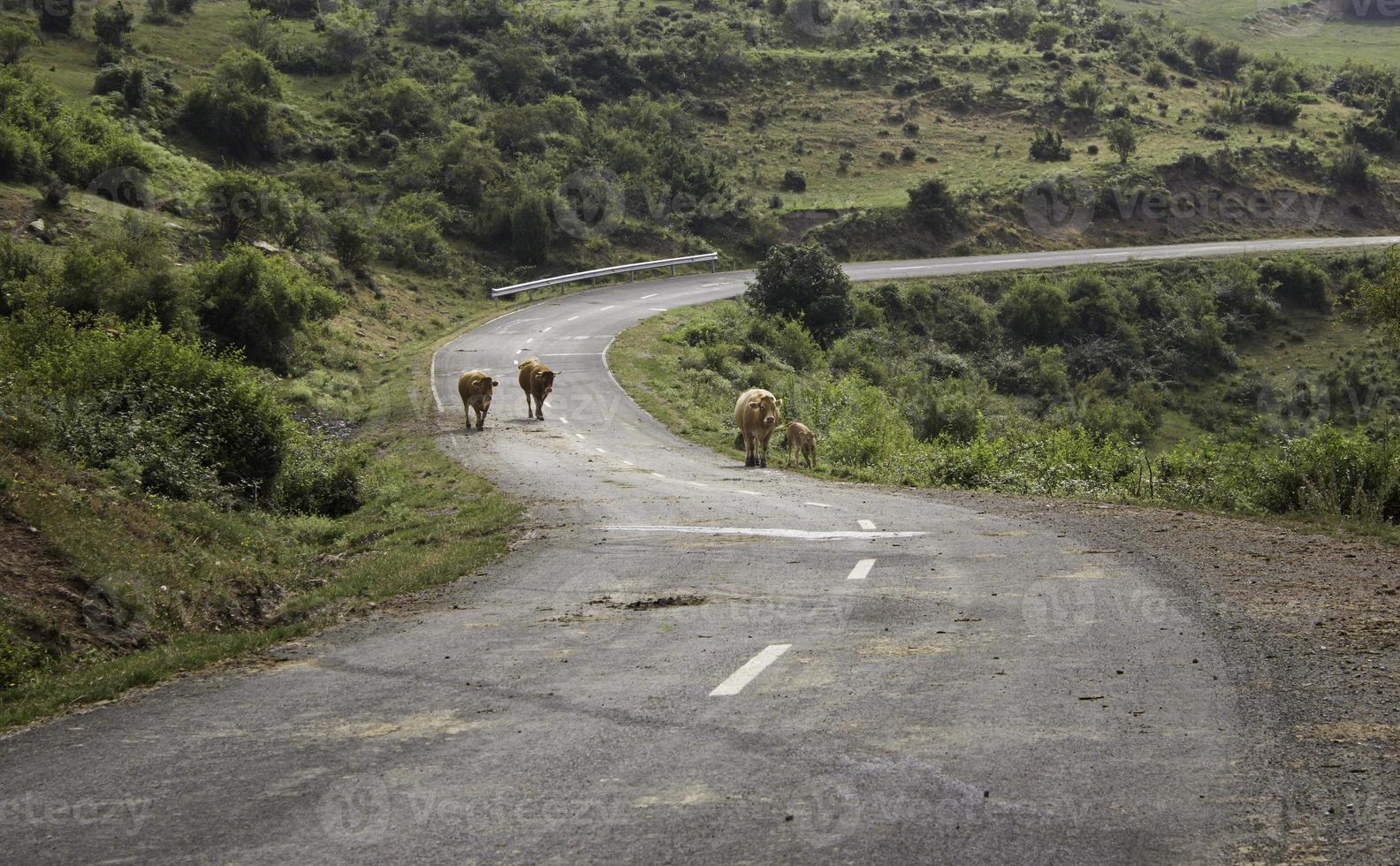 route de montagne avec des vaches en liberté photo
