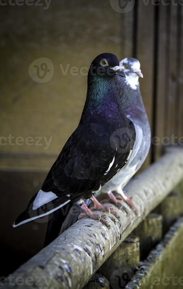 pigeons voyageurs oiseaux photo