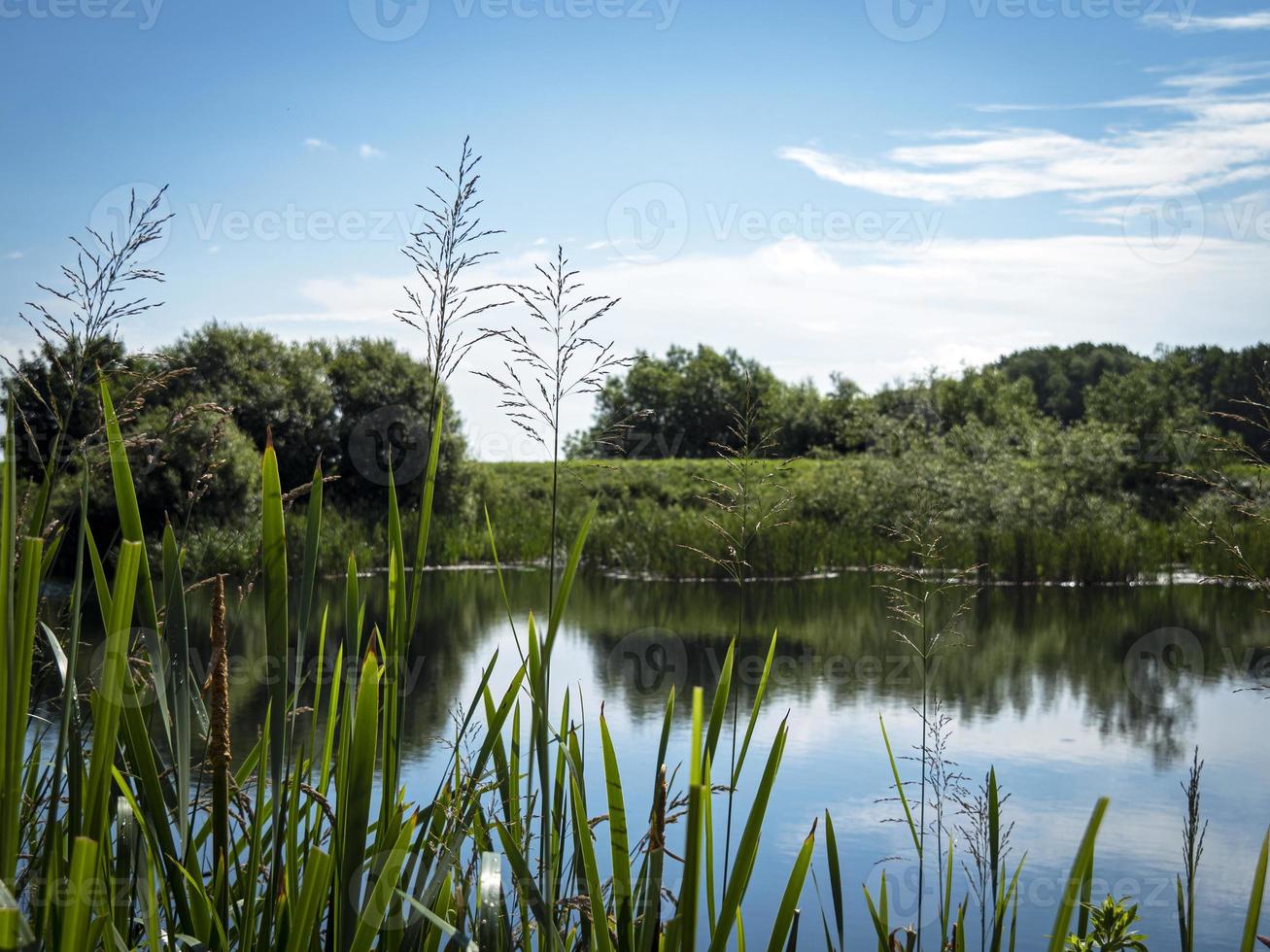 Lac et végétation à tophill low nature reserve yorkshire angleterre photo