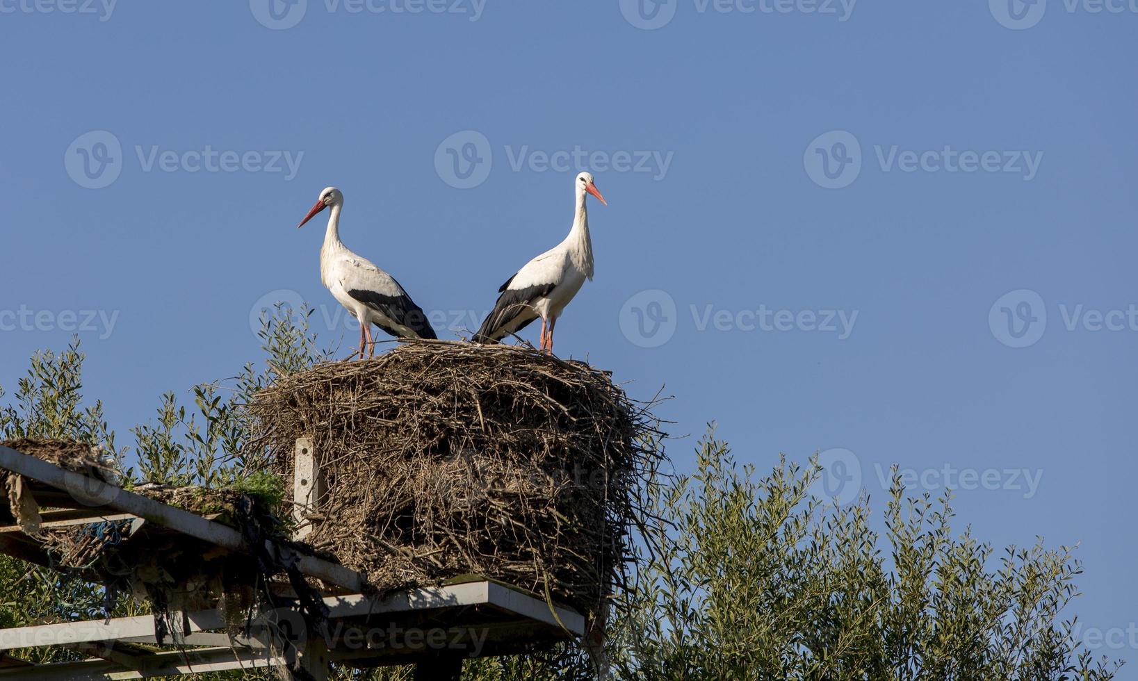 Couple de cigognes dans son nid à aveiro, portugal photo