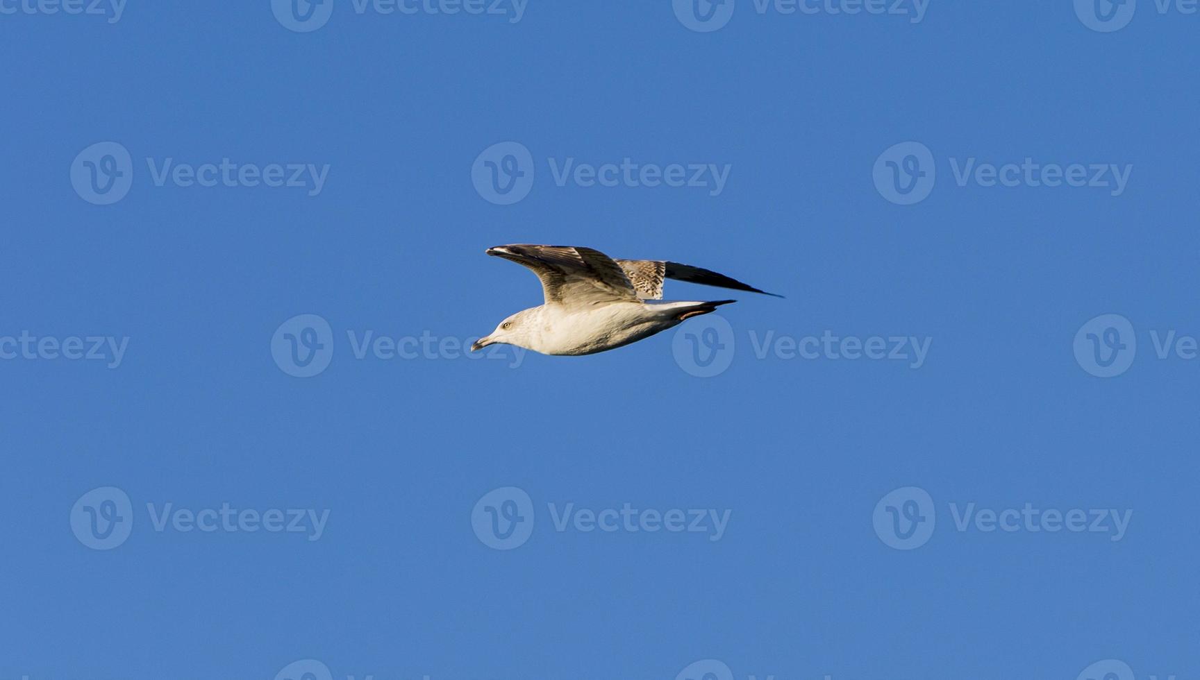 Mouette survolant la ria de aveiro, portugal photo