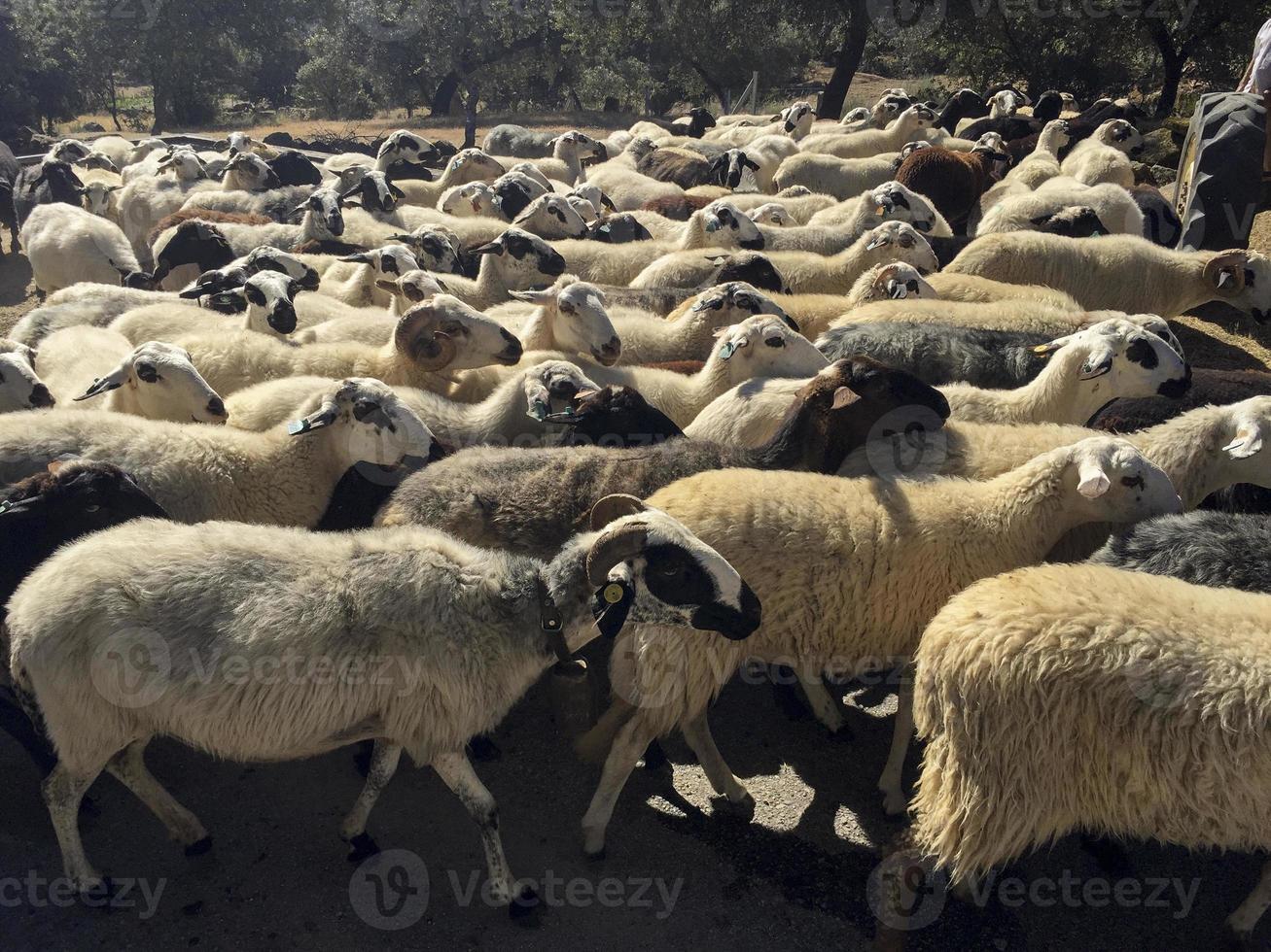 troupeau de moutons dans la province de bragança au portugal photo
