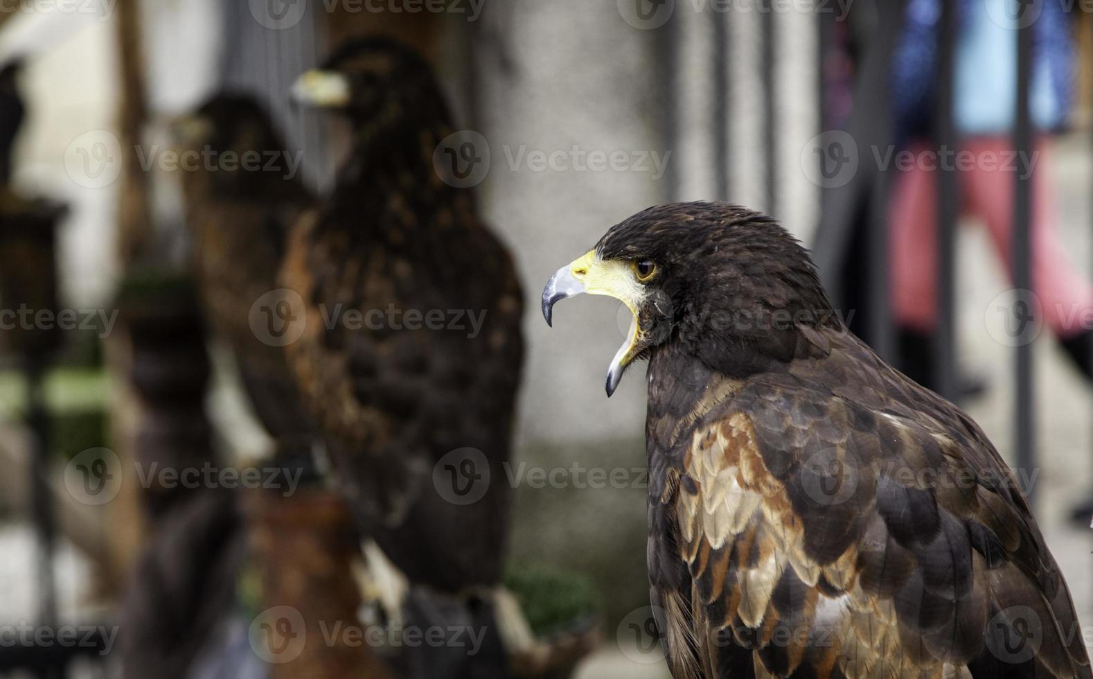 oiseau faucon sauvage photo