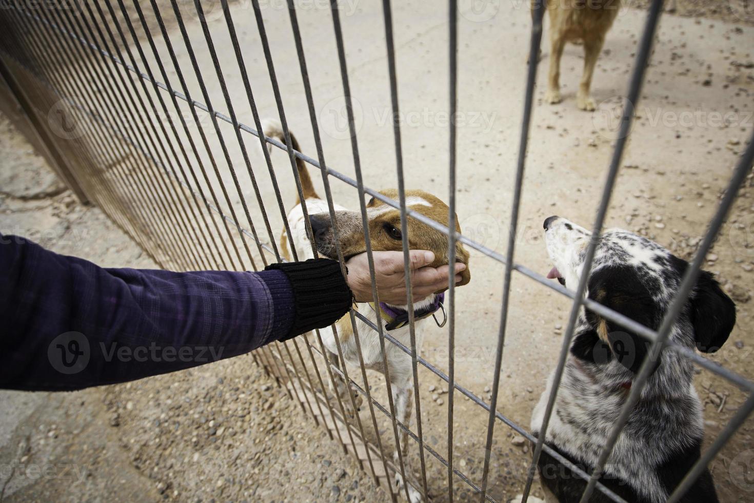 donner de l'amour aux chiens abandonnés dans un chenil photo