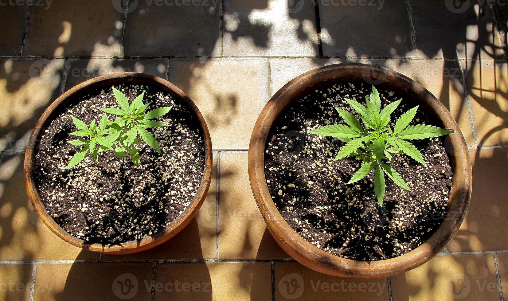 culture de cannabis sur une terrasse à madrid photo