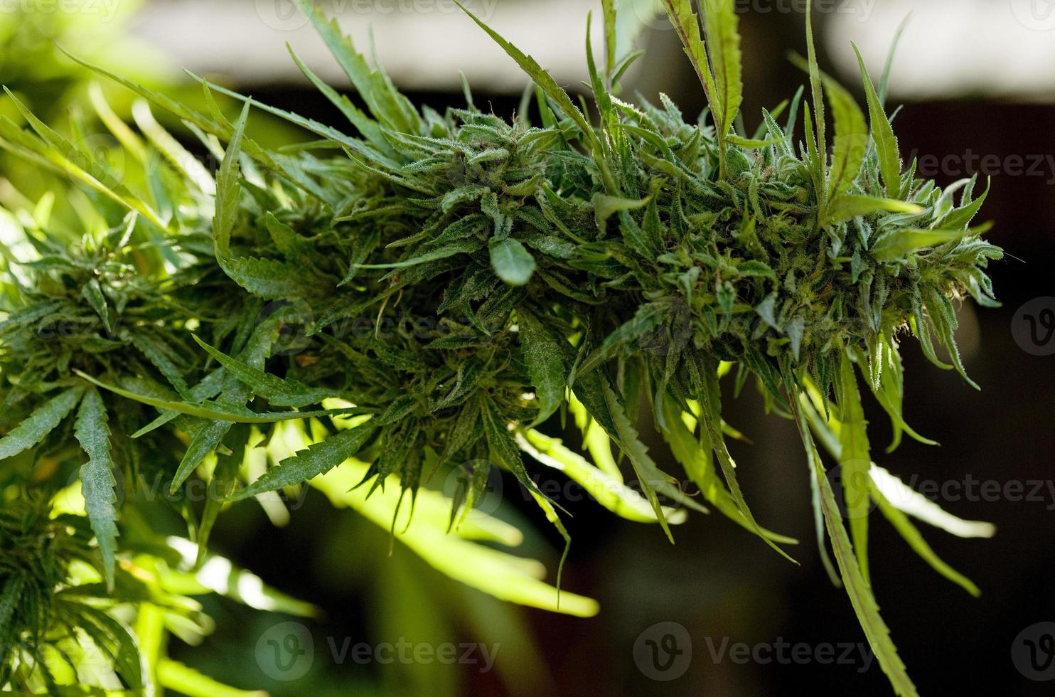 culture de cannabis sur une terrasse à madrid photo