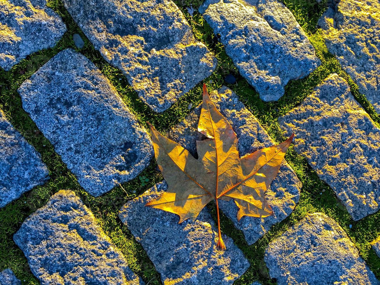 feuille d'automne sur un trottoir en pierre photo