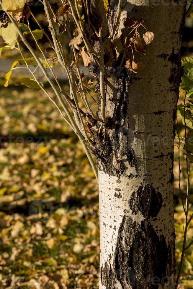 arbres et feuilles d'automne à madrid, espagne photo