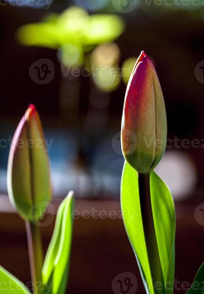 Fleurs de tulipes en fleurs, madrid espagne photo