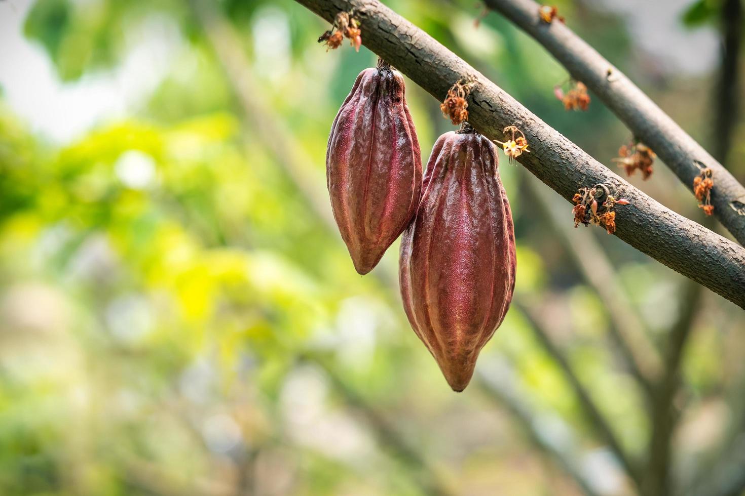 cacaoyer avec cabosses de cacao dans une ferme biologique photo