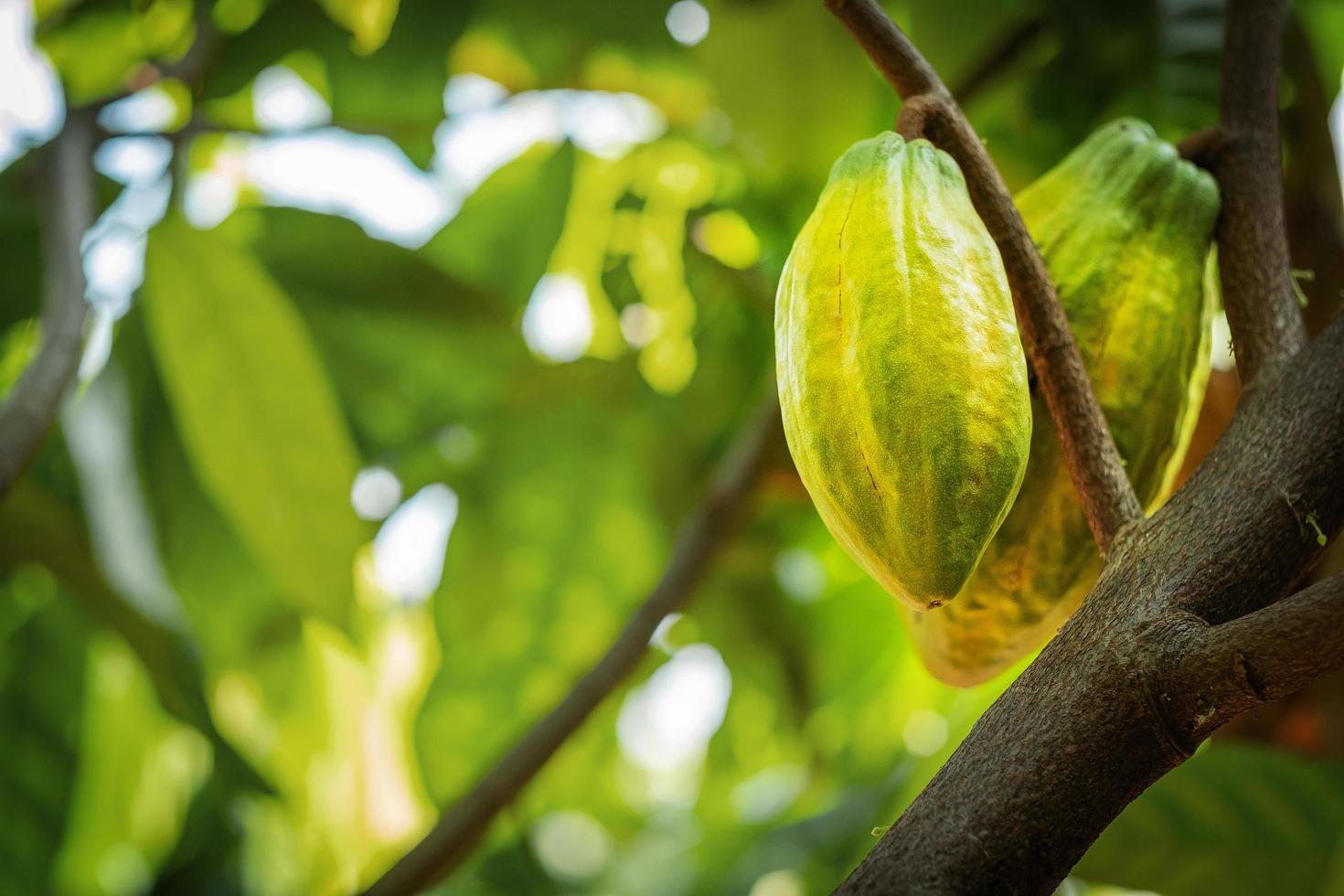 cacaoyer avec cabosses de cacao dans une ferme biologique photo
