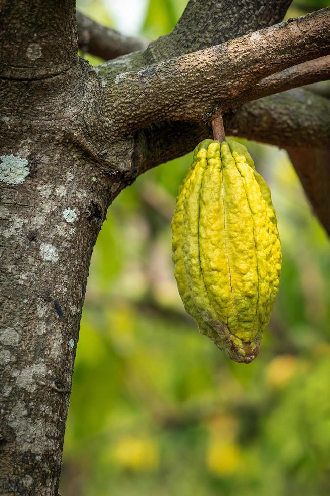 cacaoyer avec cabosses de cacao dans une ferme biologique photo