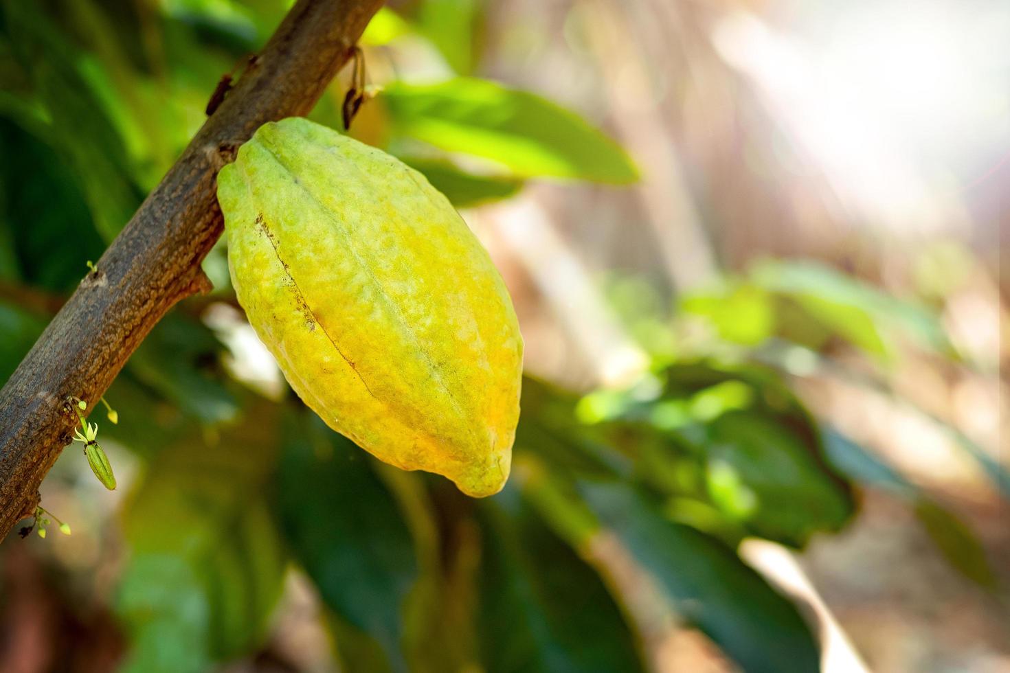 cacaoyer avec cabosses de cacao dans une ferme biologique photo