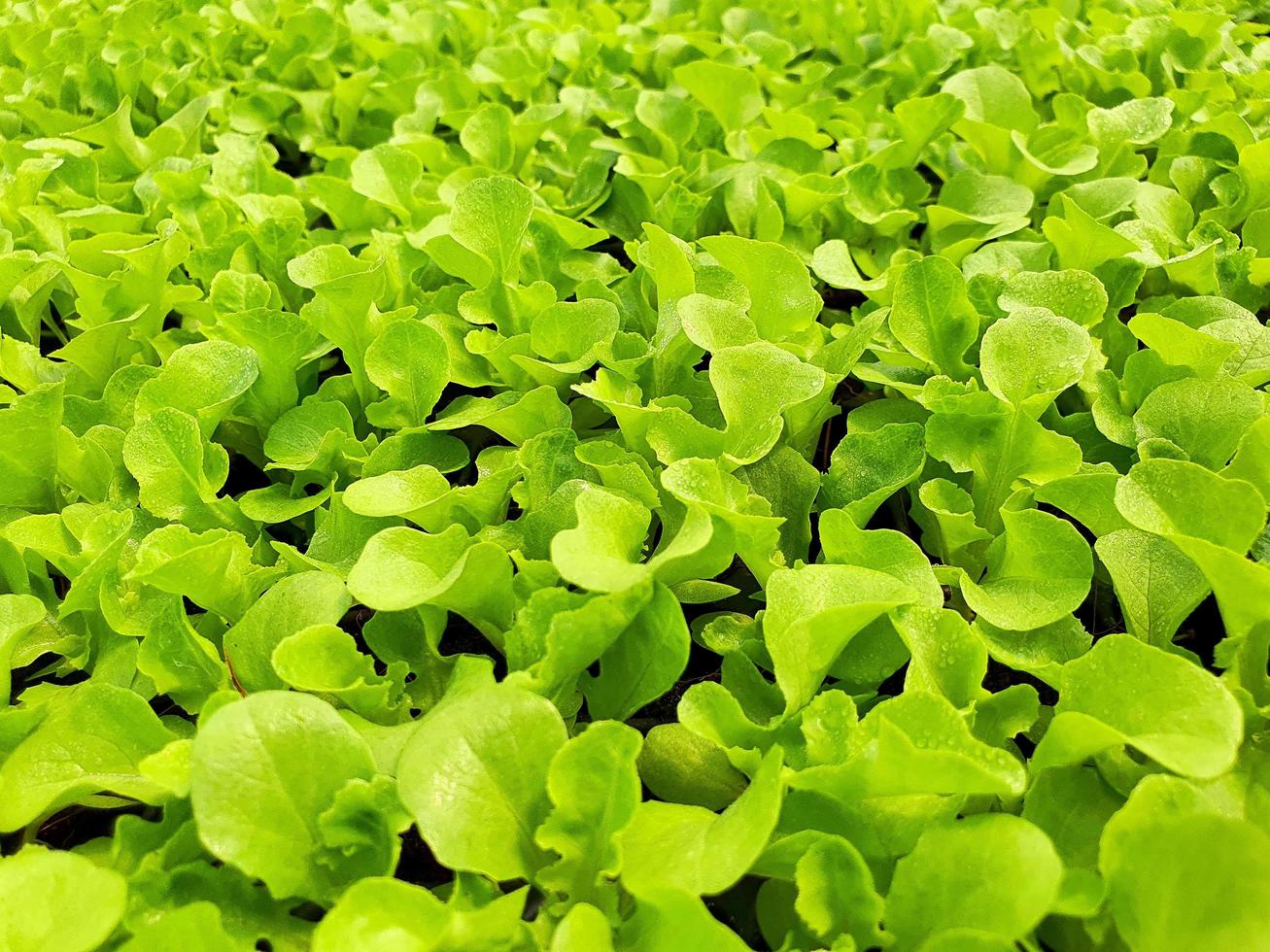 gros plan d'une plantation de légumes à salade dans une maison verte dans une ferme biologique photo