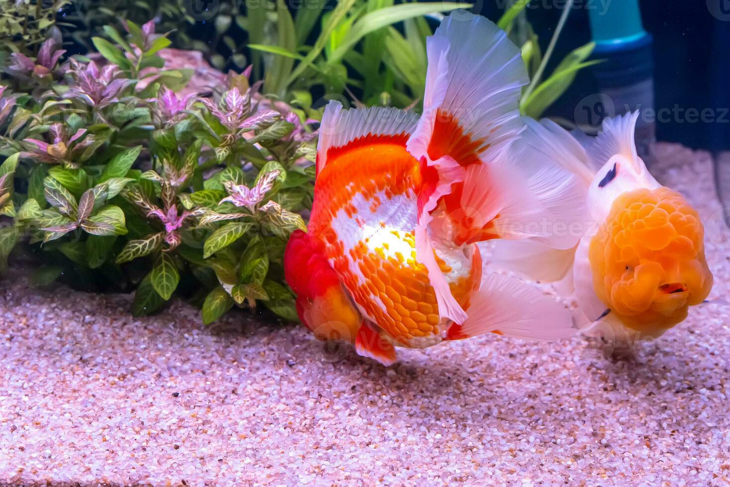 Beau Poisson Rouge Dans L'aquarium Rond Avec L'usine Et Galets Décoratifs  Sur Le Fond Bleu. Photo stock - Image du clair, rouge: 199382344