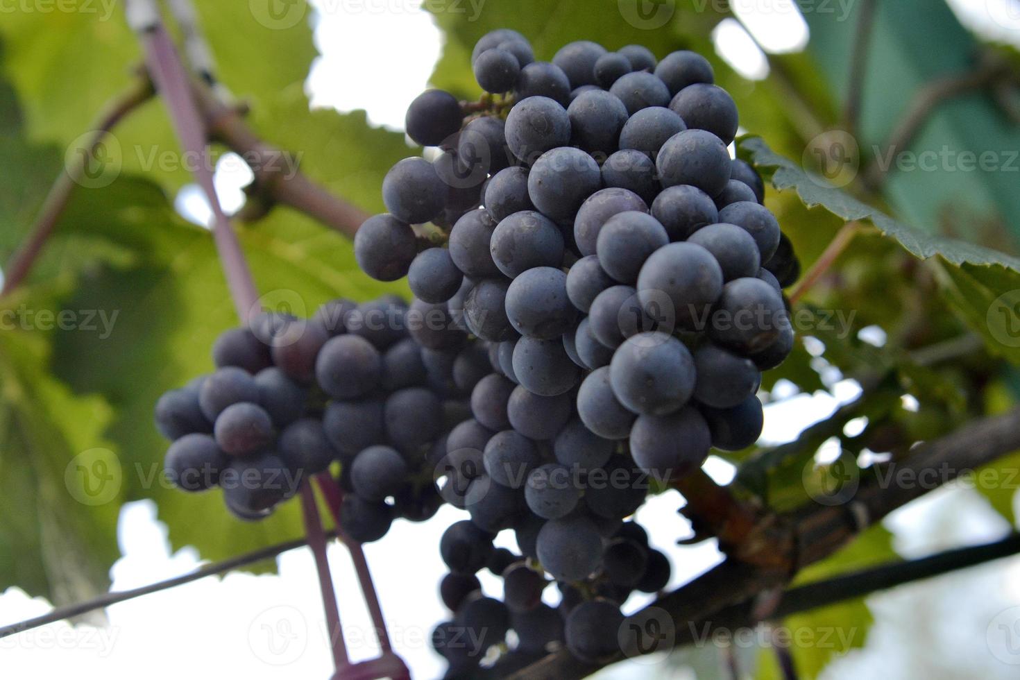 accrocher de belles grappes de raisin à l'extérieur en milieu rural photo