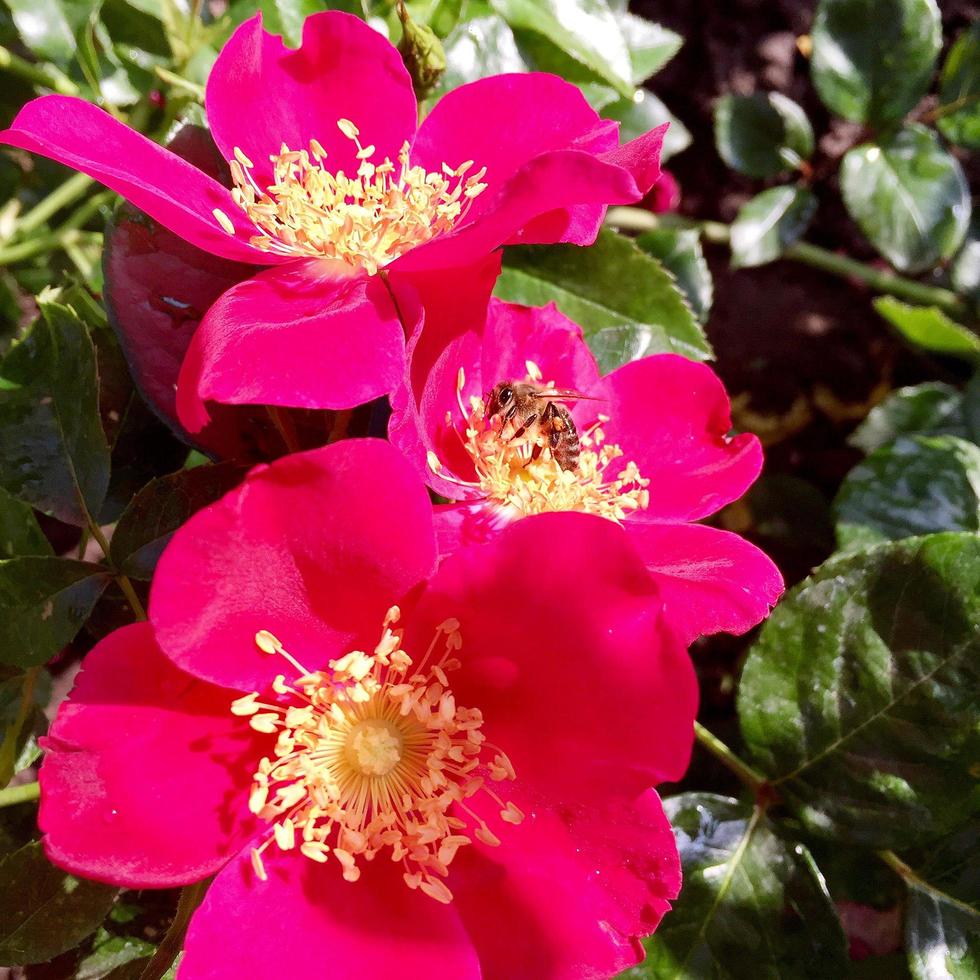 l'abeille ailée vole lentement vers la plante, recueille le nectar pour le miel sur le rucher privé photo